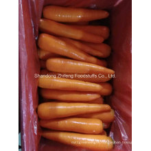 Fresh Red Carrot in China